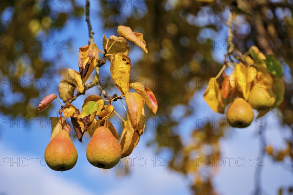 Ripe fruit Pear from pear tree (Pyrus), Beinwil, Freiamt, Canton Aargau, Switzerland