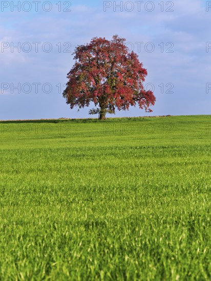 Red discoloured pear tree (Pyrus), standing in a meadow, Beinwil, Freiamt, Canton Aargau, Switzerland