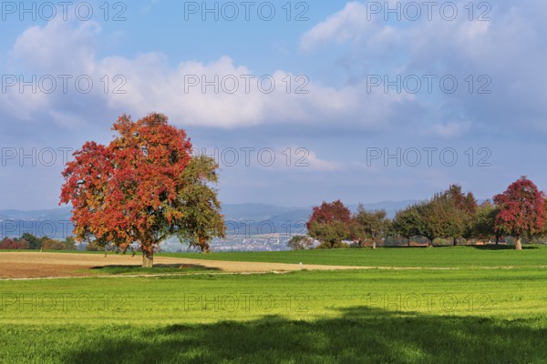 Red coloured pear trees (Pyrus), standing in a meadow, Beinwil, Freiamt, Canton Aargau, Switzerland