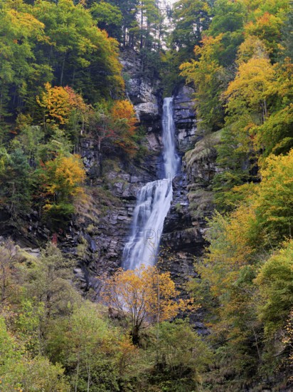 Autumn-coloured sycamore maple (Acer pseudo plantanus), at the Diesbach waterfall, Canton Glarus, Switzerland