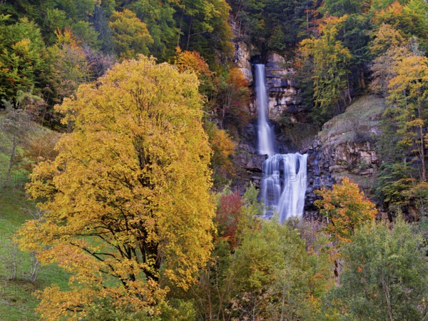 Autumn-coloured sycamore maple (Acer pseudo plantanus), at the Diesbach waterfall, Canton Glarus, Switzerland