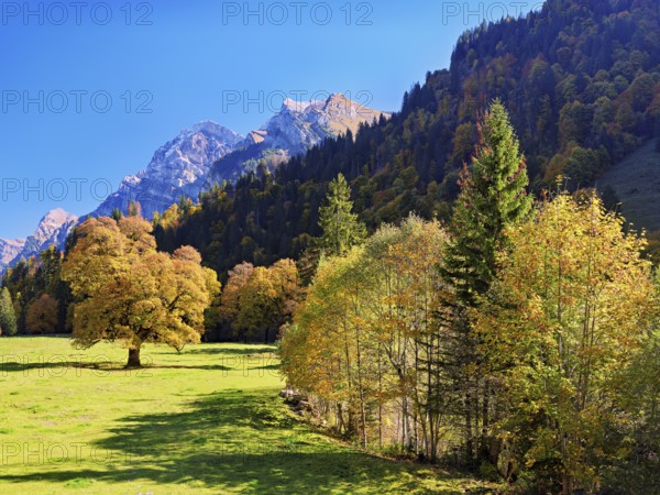 Autumn-coloured sycamore maple (Acer pseudo plantanus), against a mountain backdrop, Canton Glarus, Switzerland