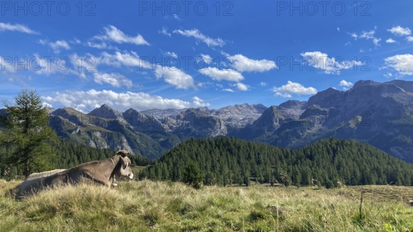 Relaxing brown cow on the Gotzenalm pasture with the peaks of Teufelshörner, Hochkönig and Funtenseetauern in the Berchtesgaden National Park, Bavaria, Germany