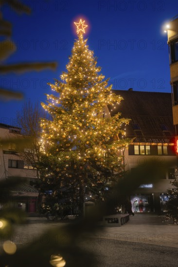 Large illuminated Christmas tree with glowing star in a twilight town, Nagold, Calw district, Black Forest, Germany