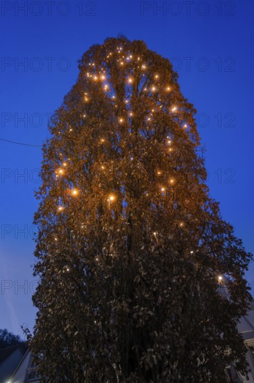 Illuminated tree at night with warm lights against the dark evening sky, Nagold, Calw district, Black Forest, Germany