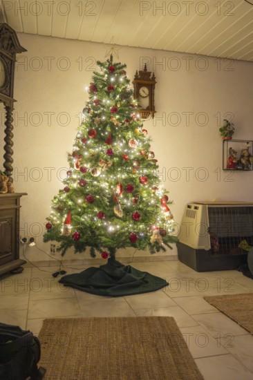 Christmas tree in the living room with lights and red balls, cozy atmosphere, evening mood, Nagold, Calw district, Black Forest, Germany