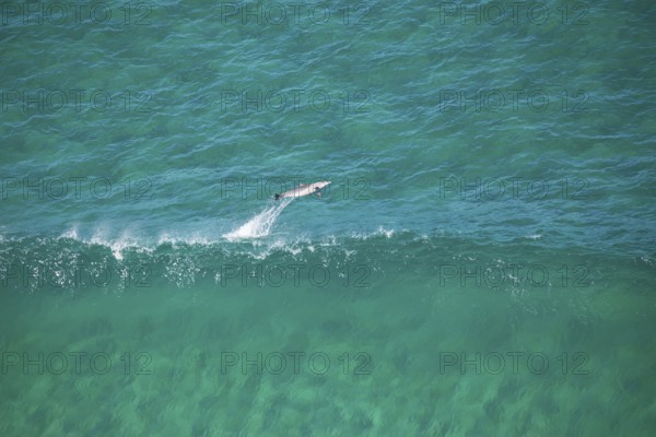 Day time view of dolphin jumping with waves near Byron Bay light house, New South Wales, Australia