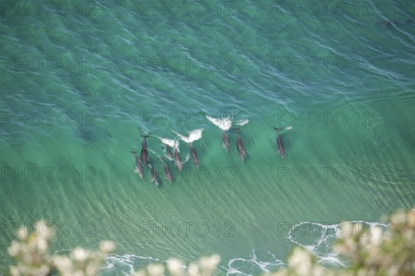 A pod of dolphins swims through turquoise waves near the iconic lighthouse in crystal clear water. At noon, Byron Bay, New South Wales, Australia