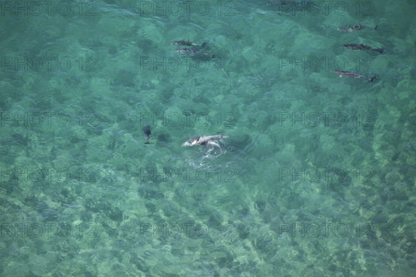 Day time view of dolphin group playing together near Byron Bay light house in turquoise water, New South Wales, Australia