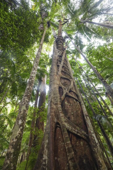 Ancient subtropical Gondwana rainforest with strangler fig at Repentance Creek, Minyon Falls track, New South Wales, Australia