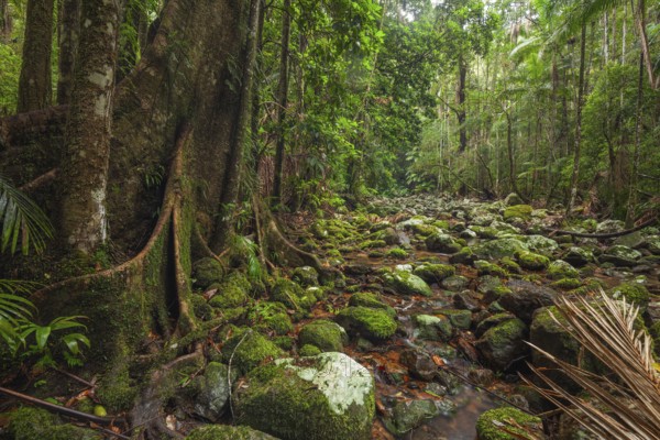 Ancient subtropical Gondwana rainforest with strangler fig at Repentance Creek, Minyon Falls track, New South Wales, Australia