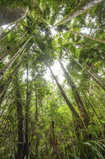 Upward view into ancient Gondwana forest canopy at Minyon Falls track, Lismore, Nightcap National Park, New South Wales, Australia