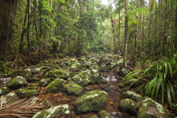 Creek flows through ancient subtropical Gondwana forest at Repentance Creek on Minyon Falls track, New South Wales, Australia