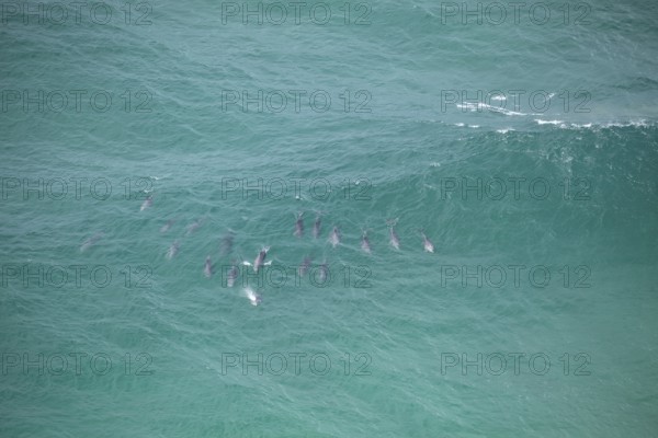 Daytime view of dolphin group swimming past Byron Bay lighthouse in turquoise water, New South Wales, Australia