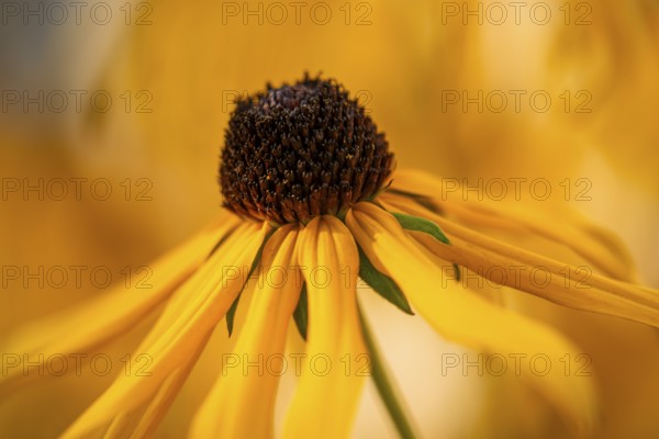 Yellow-flowering coneflower (Rudbeckia) in the garden, single flower