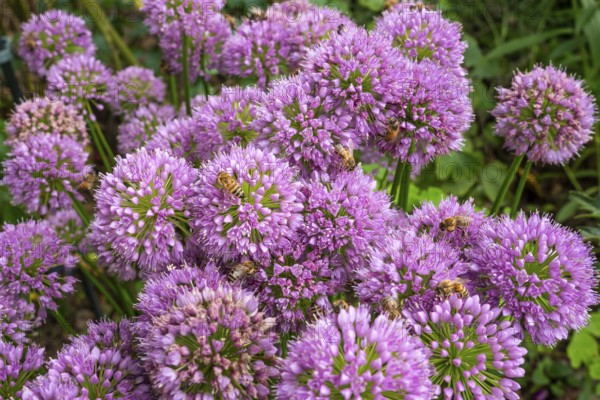 Bees on flowering ornamental leeks (Allium) in a garden