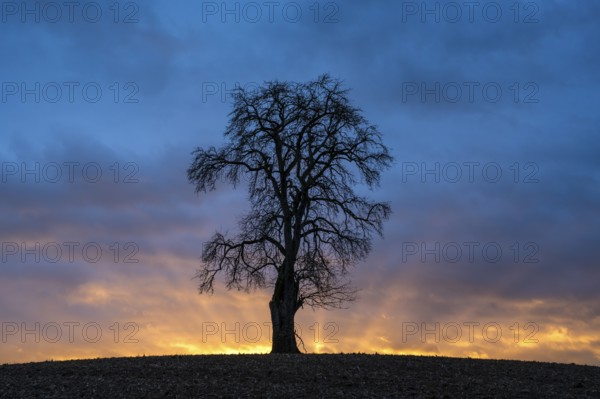 Solitary pear tree (Pyrus) at sunset with sunbeams. Rhine-Neckar district, Baden-Württemberg, Germany