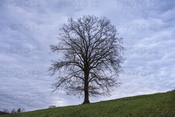 Single oak tree, mammatus clouds in the sky. Rhein-Neckar District, Baden-Württemberg, Germany