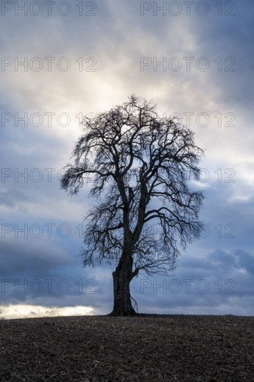 Solitary pear tree (Pyrus) in front of a dramatic cloudy sky, evening light. Rhine-Neckar district, Baden-Württemberg, Germany