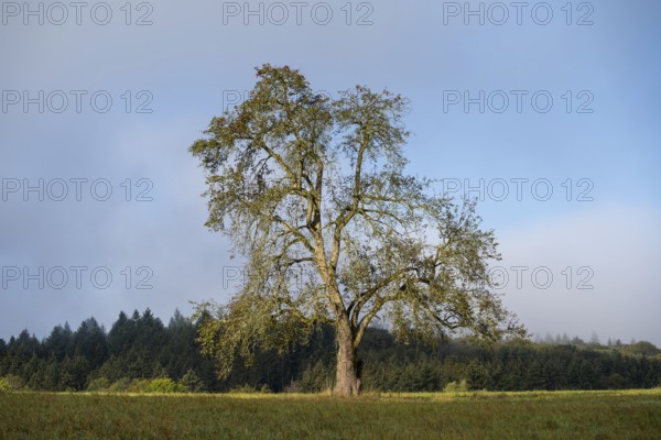 Solitary pear tree (Pyrus) . Rhine-Neckar district, Baden-Württemberg, Germany