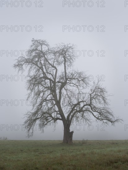 Solitary pear tree (Pyrus) in the fog. Rhine-Neckar district, Baden-Württemberg, Germany