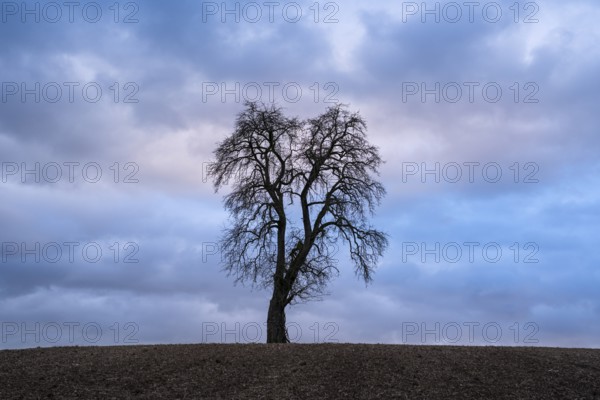 Solitary pear tree (Pyrus) in front of a dramatic cloudy sky, evening light. Rhine-Neckar district, Baden-Württemberg, Germany