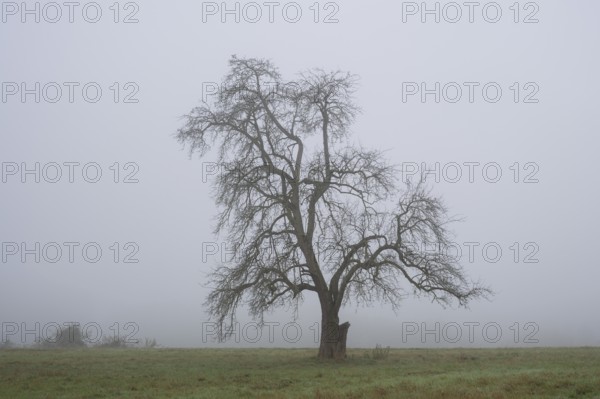 Solitary pear tree (Pyrus) in the fog. Rhine-Neckar district, Baden-Württemberg, Germany