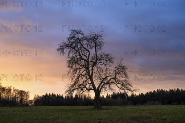 Single standing pear tree (Pyrus) at sunset, coloured clouds. Rhine-Neckar district, Baden-Württemberg, Germany
