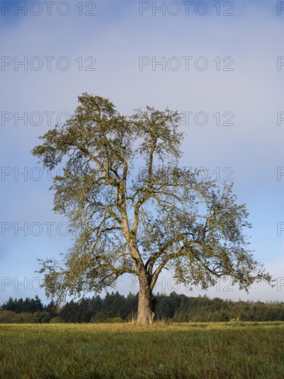 Solitary pear tree (Pyrus) . Rhine-Neckar district, Baden-Württemberg, Germany