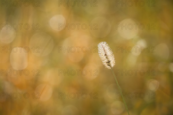 Blooming grass, single flower, in sunlight, blurred background