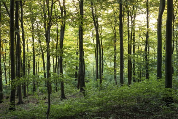 Forest in the evening light. Donnersberg, Rhineland-Palatinate, Germany
