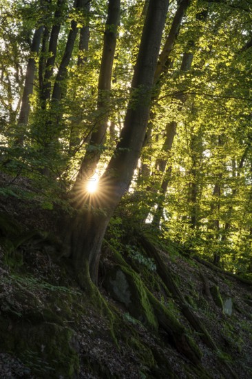 Beech forest with sun star. roots and rocks. Rhein-Neckar District, Baden-Württemberg, Germany