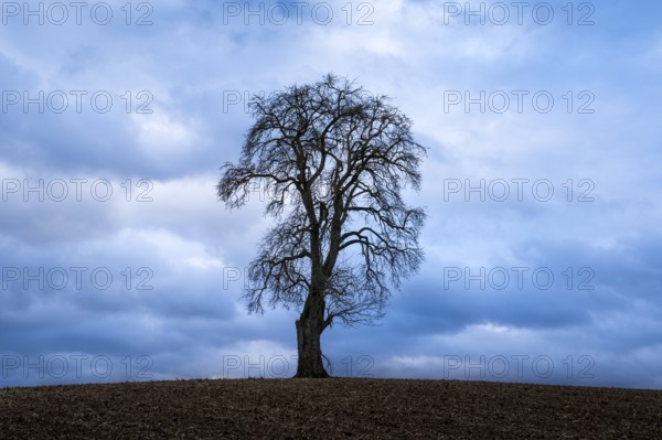 Solitary pear tree (Pyrus) in front of a dramatic cloudy sky. Rhine-Neckar district, Baden-Württemberg, Germany