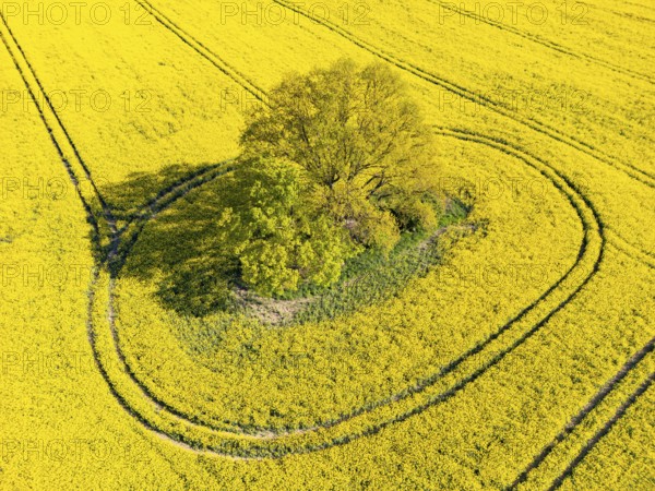 Aerial view, drone photo: A single tree in a field with flowering oilseed rape (Brassica napus), Müncheberg, Märkisch-Oderland, Brandenburg, Germany