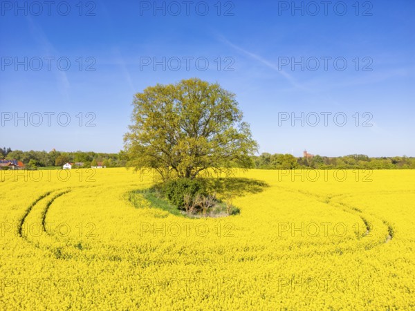 Aerial view, drone photo: A single tree in a field with flowering rape (Brassica napus), in the background the town church of Müncheberg, Märkisch-Oderland, Brandenburg, Germany