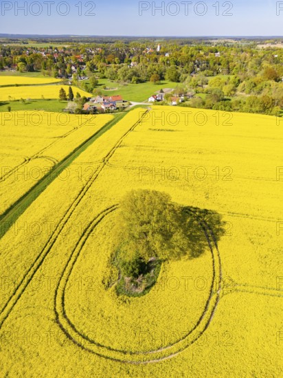 Aerial view, drone photo: A single tree in a field with flowering oilseed rape (Brassica napus), Müncheberg, Märkisch-Oderland, Brandenburg, Germany