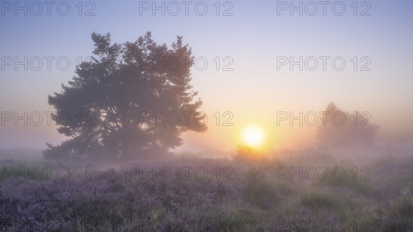 A pine tree in the blooming Mehlinger Heide at sunrise. Fog and backlight. Mehlinger Heide Nature Reserve, Mehlingen, Rhineland-Palatinate, Germany