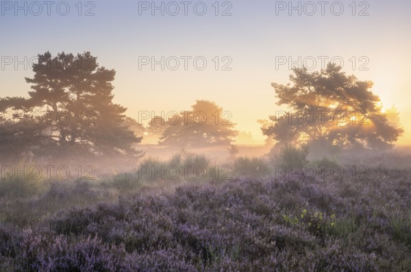 Pine trees in the blooming Mehlinger Heide at sunrise. Fog, fog rays and backlight. Mehlinger Heide Nature Reserve, Mehlingen, Rhineland-Palatinate, Germany