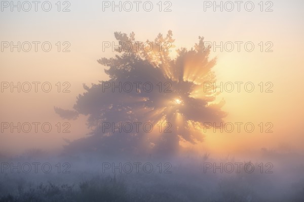 A pine tree in the blooming Mehlinger Heide at sunrise. Fog, fog rays and backlight. Mehlinger Heide Nature Reserve, Mehlingen, Rhineland-Palatinate, Germany