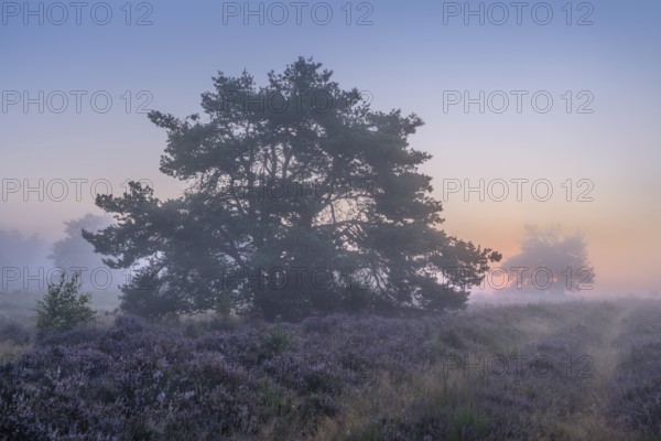 Pine trees in the blooming Mehlinger Heide at sunrise and fog. Mehlinger Heide Nature Reserve, Mehlingen, Rhineland-Palatinate, Germany