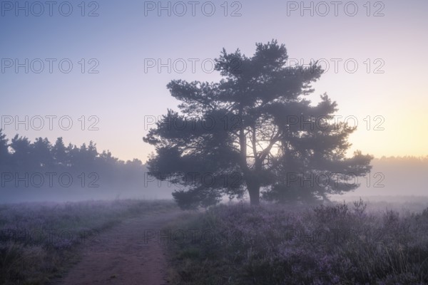A pine tree in the blooming Mehlinger Heide at sunrise and fog. Mehlinger Heide Nature Reserve, Mehlingen, Rhineland-Palatinate, Germany