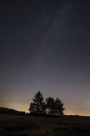 Pines in the blooming Mehlinger Heide. Night view, starry sky, Milky Way and Perseids. Mehlinger Heide Nature Reserve, Mehlingen, Rhineland-Palatinate, Germany