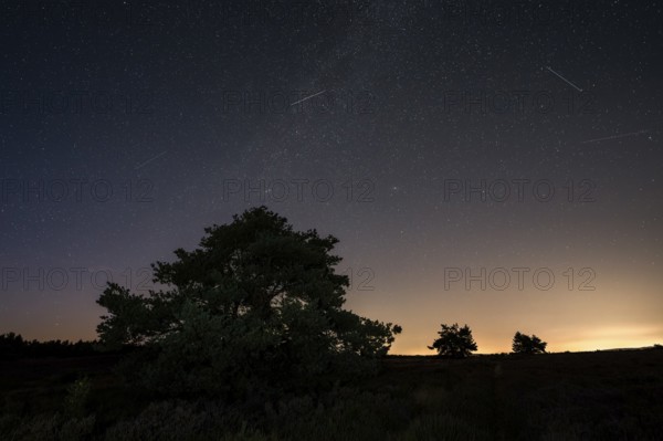 Pines in the blooming Mehlinger Heide. Night view, starry sky, Milky Way and Perseids. Mehlinger Heide Nature Reserve, Mehlingen, Rhineland-Palatinate, Germany