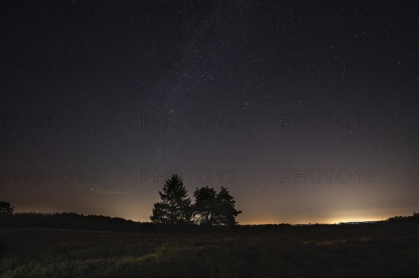 Pines in the blooming Mehlinger Heide. Night view, starry sky and Milky Way. Mehlinger Heide Nature Reserve, Mehlingen, Rhineland-Palatinate, Germany