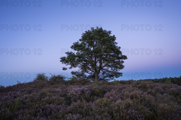 A pine tree in the blooming Mehlinger Heide after sunset. Mehlinger Heide Nature Reserve, Mehlingen, Rhineland-Palatinate, Germany