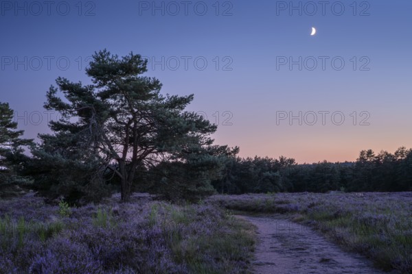 Pines in the blooming Mehlinger Heide after sunset, with a crescent. Mehlinger Heide Nature Reserve, Mehlingen, Rhineland-Palatinate, Germany