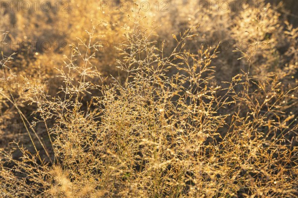 Grasses in the Mehlinger Heide at sunrise. Mehlinger Heide Nature Reserve, Mehlingen, Rhineland-Palatinate, Germany