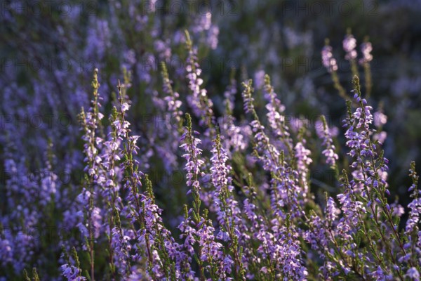 Blooming heather. Mehlinger Heide Nature Reserve, Mehlingen, Rhineland-Palatinate, Germany