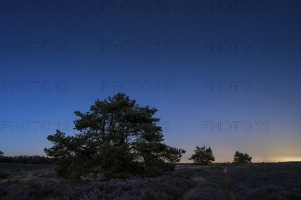 Pines in the blooming Mehlinger Heide. Blue hour and starry sky and individual Perseids. Mehlinger Heide Nature Reserve, Mehlingen, Rhineland-Palatinate, Germany