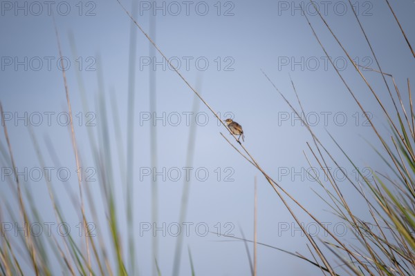 Vleycist Warbler (Cisticola tinniens) sitting on a blade of grass in the swamp, Mabamba Swamp, Lake Victoria, Uganda